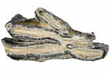 Mammoth Molar Slice With Case - South Carolina #130695-1